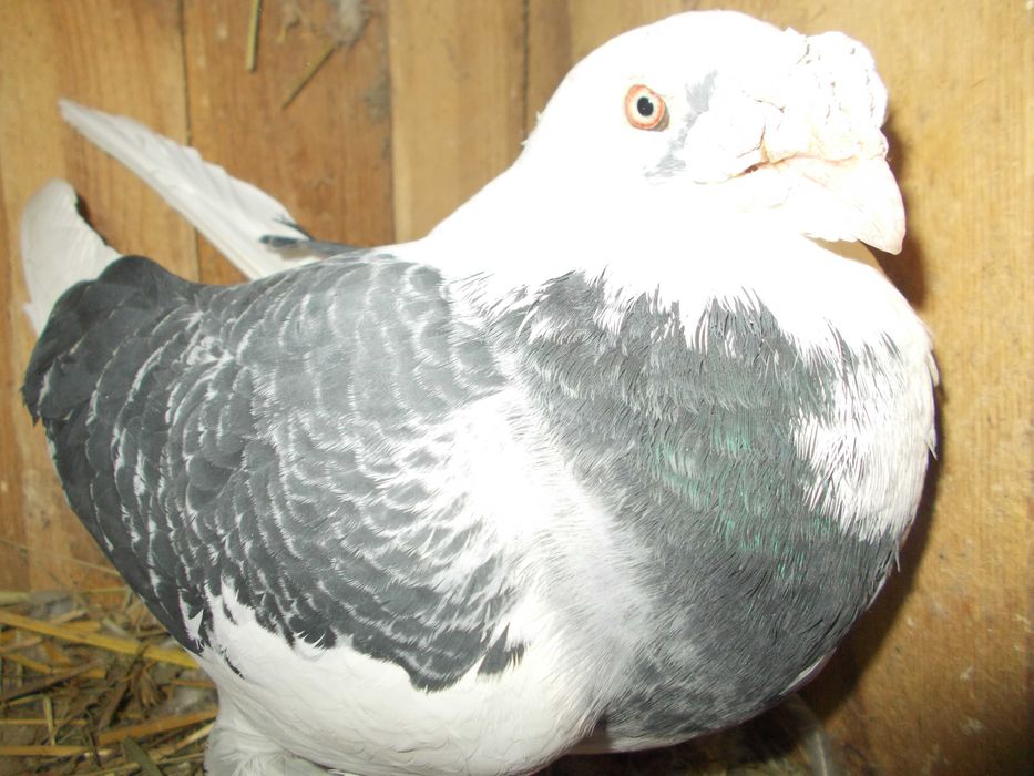 Golebie staropolskie G