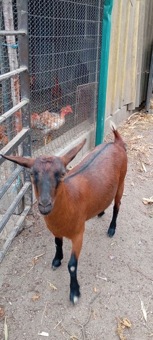 Vendo Cabras anãs