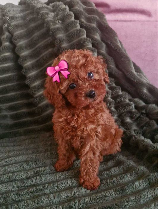 Dziewchinky red toy pudel