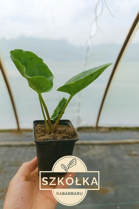 Sadzonka rabarbaru odmiana lider doniczki P9