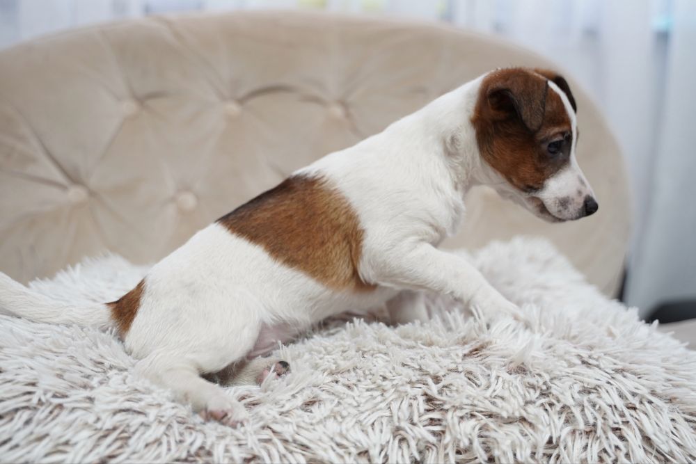 Jack Russell terrier suczka