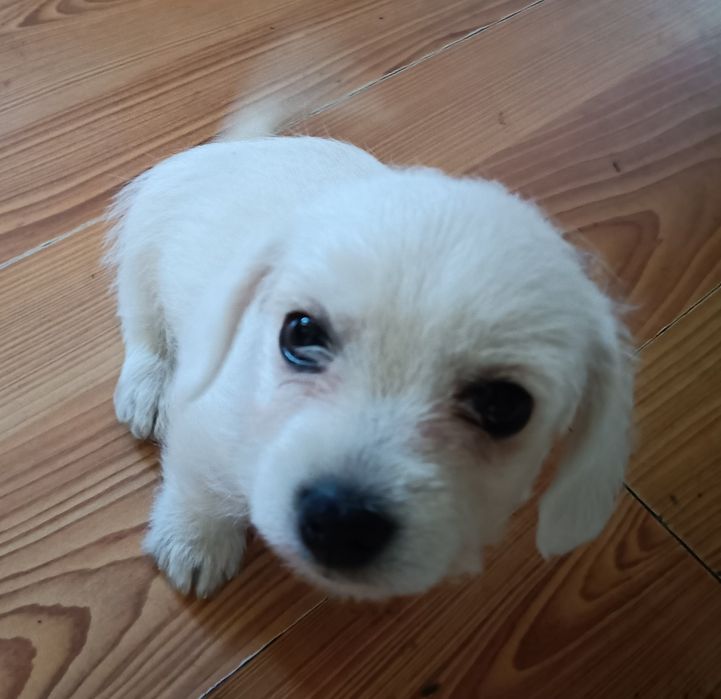 Suczka biała 8 tygodni