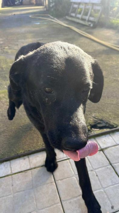 Fêmea Castro laboreiro muito dócil para adoção responsável