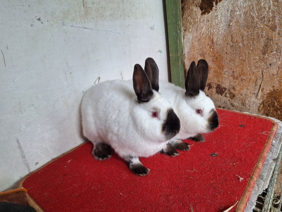 Samczyki Kalifornijski czarny