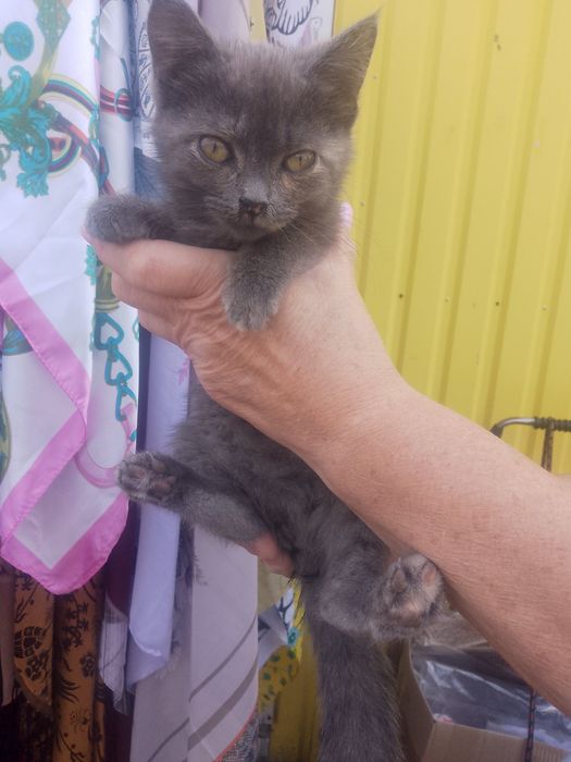 Кошеня дівчинка, помісь британки в пошуках господаря і дому