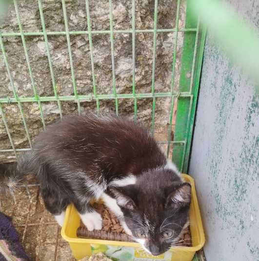 Gatinhos adoção responsavel gato gata
