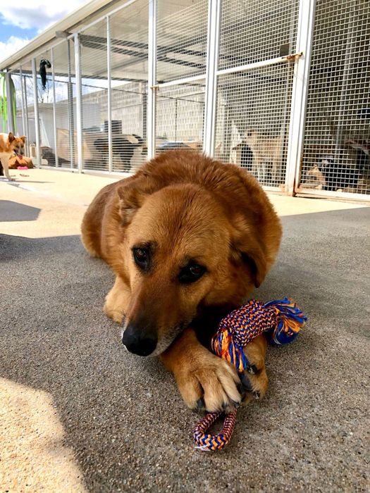 Chica - cadela porte medio grande