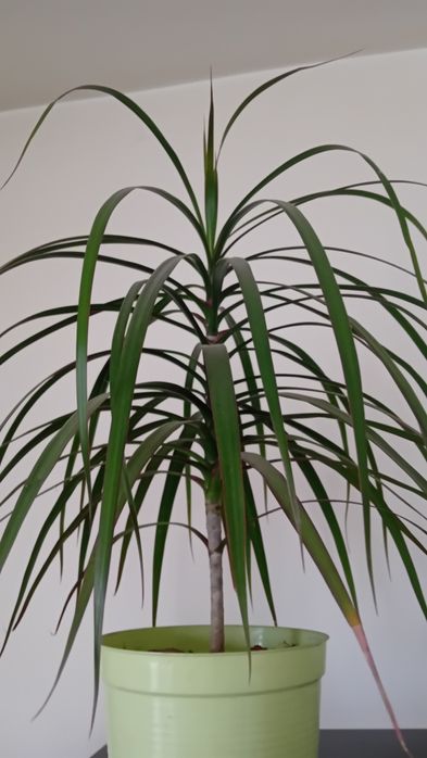 Dracena z doniczka