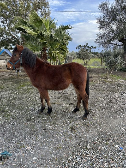 Parelha Garranos do Geres Puros
