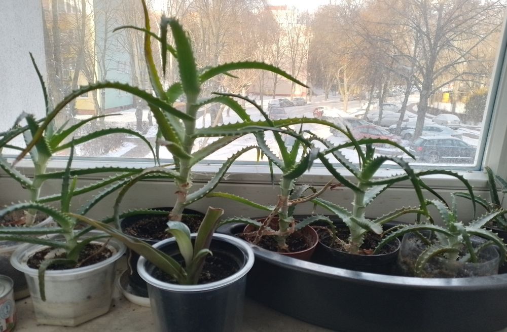 Aloes drzewiasty ponad roczne i starsze dużo leczniczy