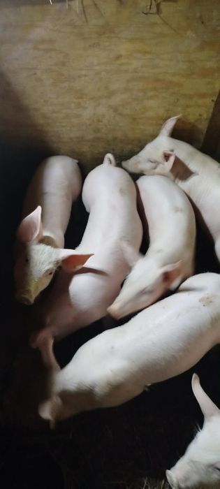 Продам поросята 18-20кг