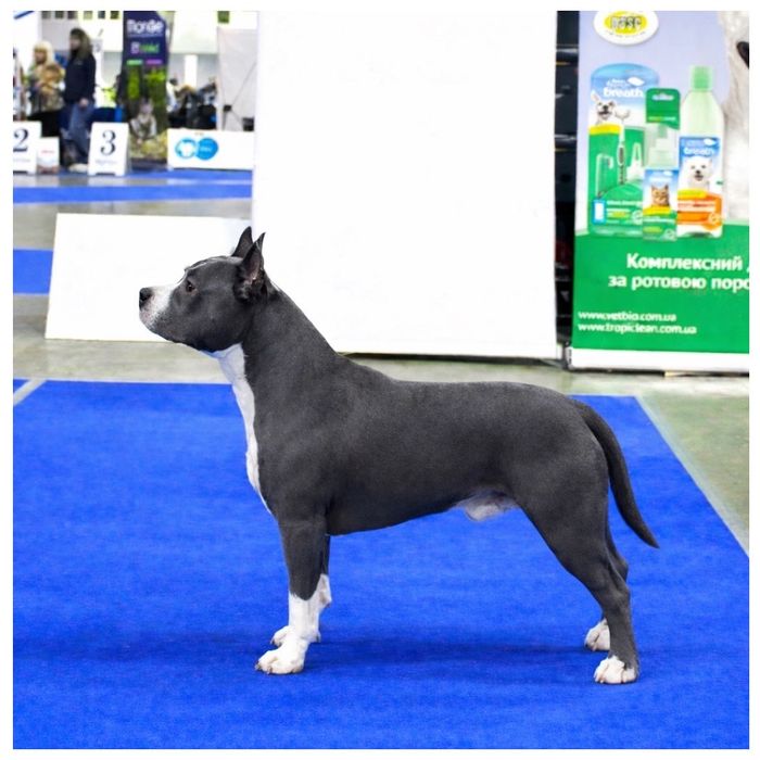 Найкращі цуценята АСТ