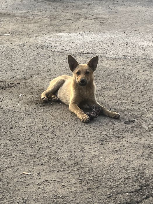 Шукаємо дім маленькому собаці.