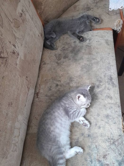 Продамо  кошенят