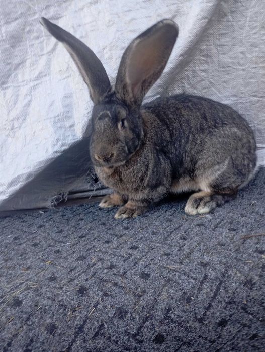 Sprzedam samicę olbrzyma belgijskiego szarego