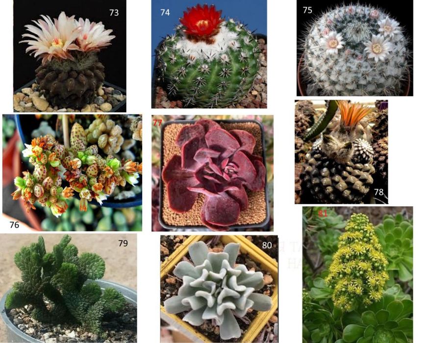 Кактуси, сукуленти для флораріума, мамілярія, гімнокаліціум