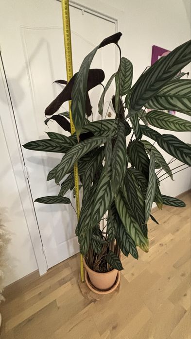 Duża roślina  Ctenanthe setosa 'Grey Star', ponad 160cm, odbior osobisty .