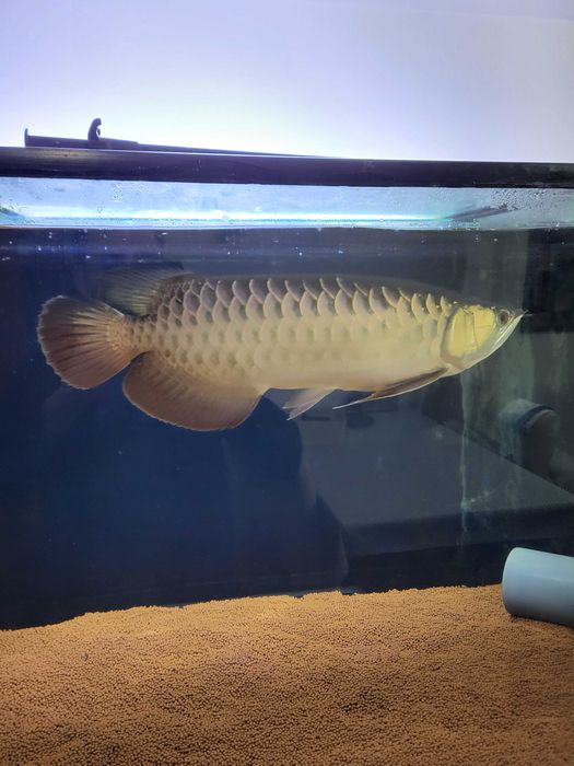 Arowana asitaca goden e outros