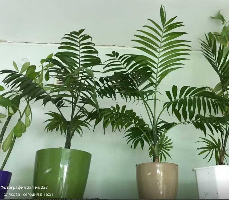 Хамедорея изящная: комнатное растение, вазон