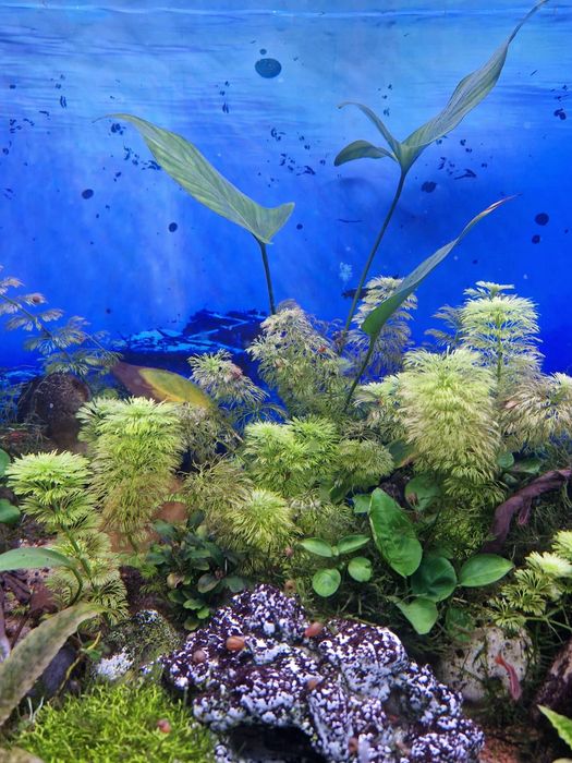 Planta "Bacopa monnieri" 8cm p/ Aquários (Fácil)