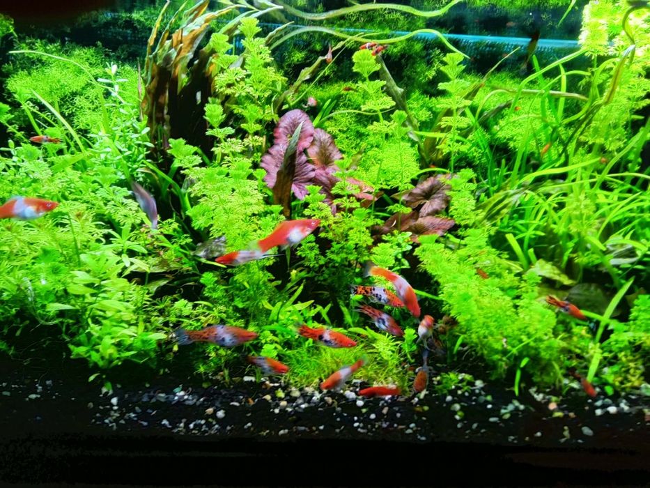 Mieczyki KOI Tricolor