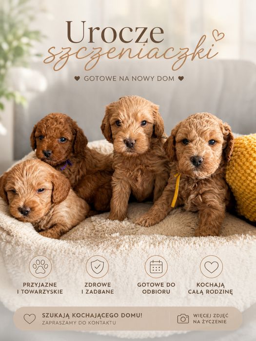 Cockapoo F1B – 2 suczki i 2 pieski | domowa hodowla | odbiór lipiec 2026
