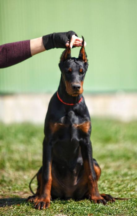 Топ цуценята добермана