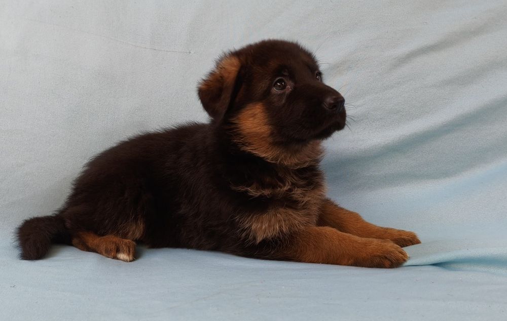 Pastor alemão fêmea