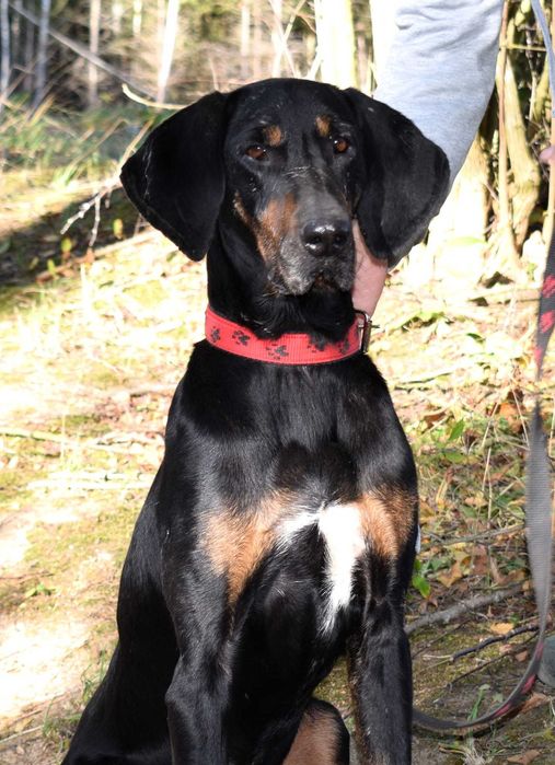 Prezes , to 8 letni pies w typie gończego polskiego.