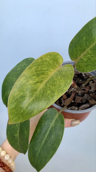 Филодендрон Painted Lady