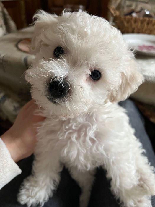 ЦУЦЕНЯТА Bichon frize/Бiшон Фрізе/