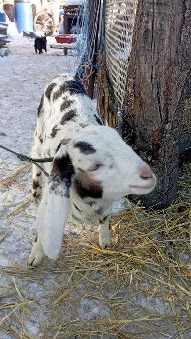 Продам англо нубійських козеняь