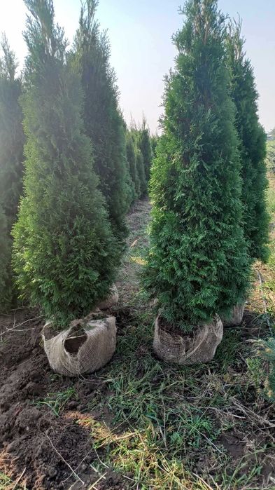 PROMOCJA tuje szmaragd 2-3m