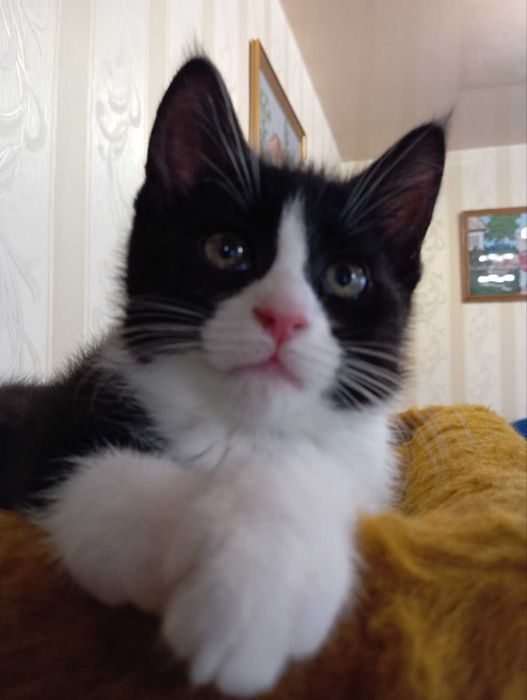 Мейн куни котики