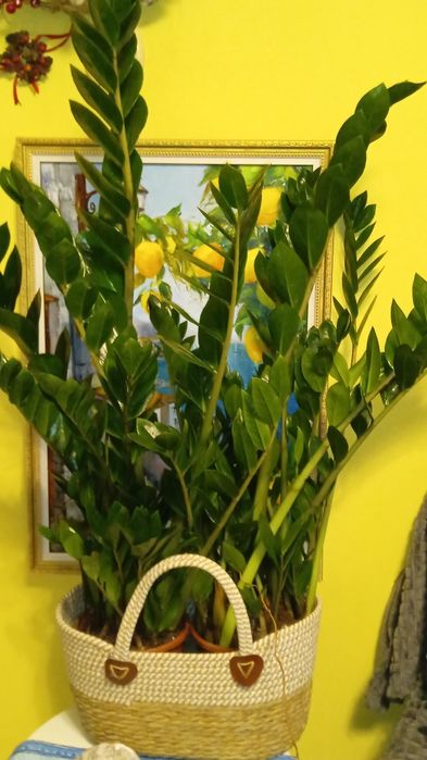 Заміокулькас 17 об'єм горщика 87 см сама рослина  садово кімнатна росл