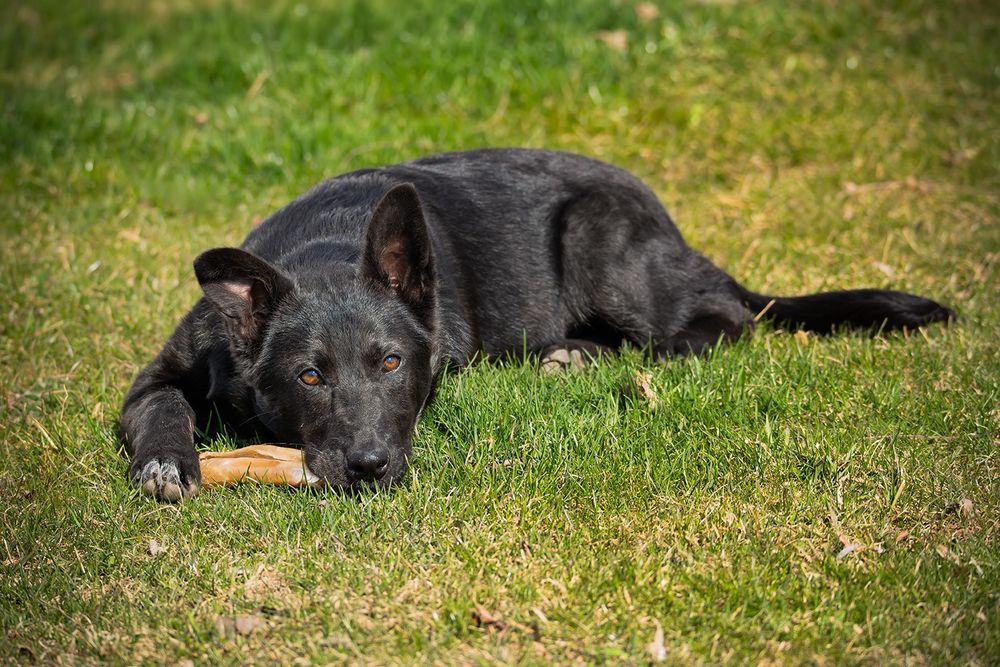 Luna psie dziecko szuka domek