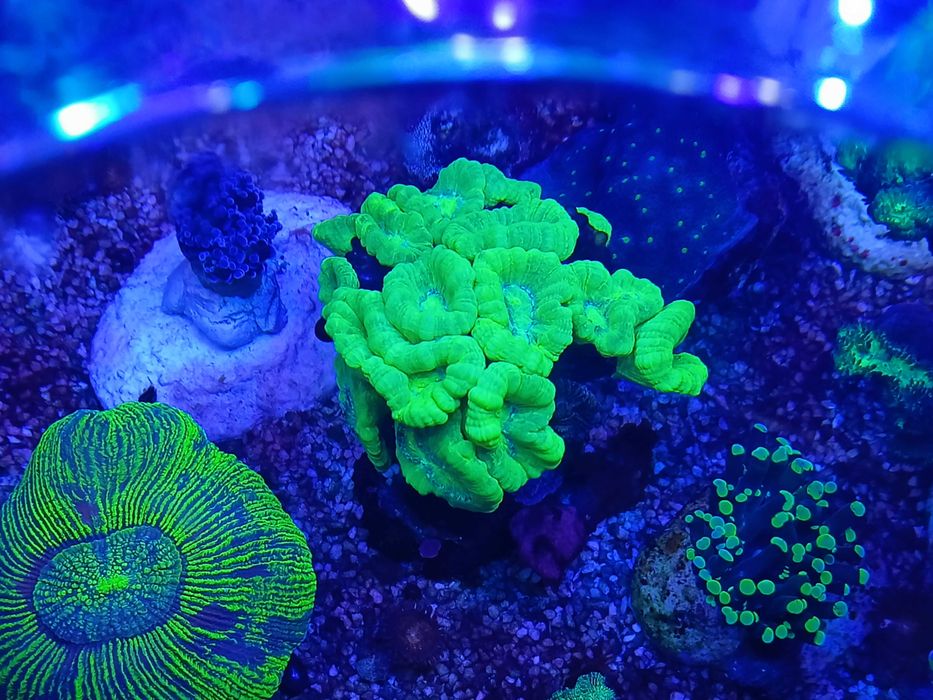 Koralowce LPS Caulastrea fluo, morskie