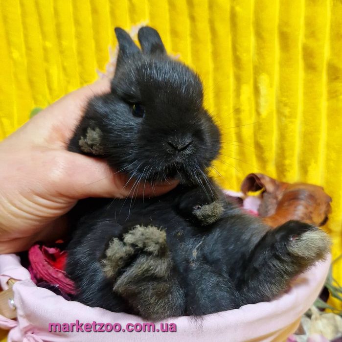Міні нідерландський кролик чорного окрасу