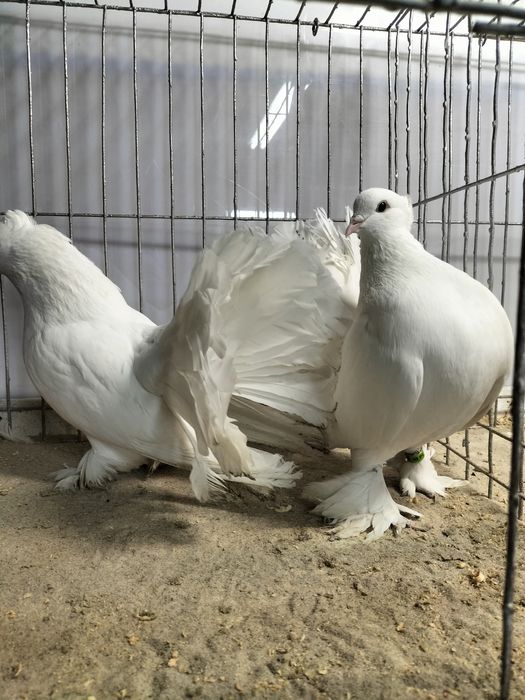 Gołębie ozdobne,pawiki indyjski.