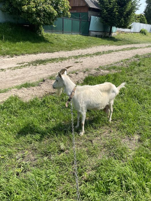 Продам козу, гарно доїться