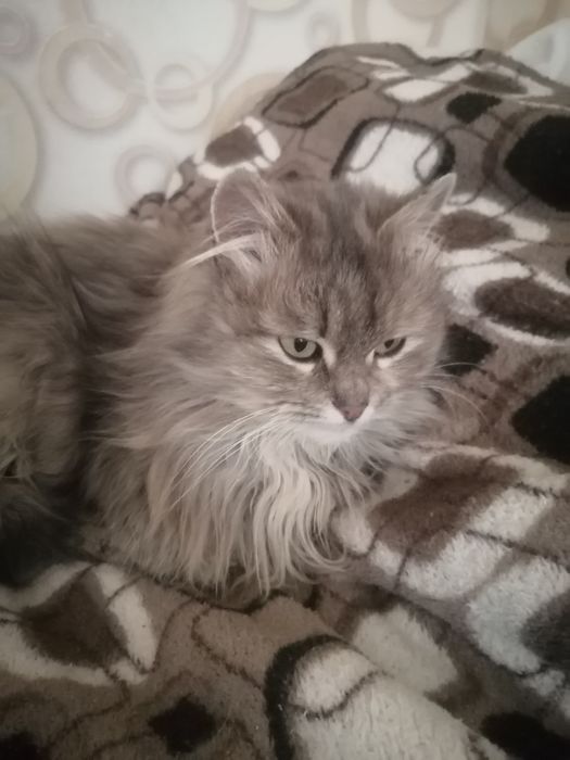 Отдам кошку в добрые руки