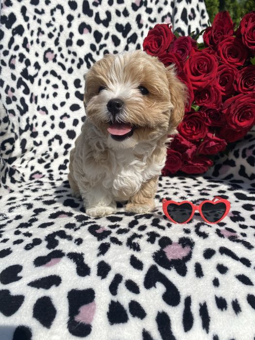 Шикарні малюки міні мальтіпу