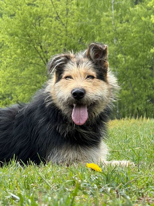 LUPO - duży milusiński psiak szuka nowego domu!