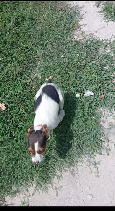 Cadelinha de raça American Sttafordshire terrier  com 2 meses 22 dias
