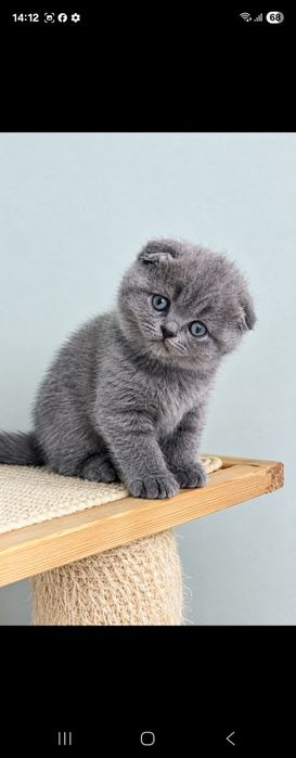 Gatinho scottish fold