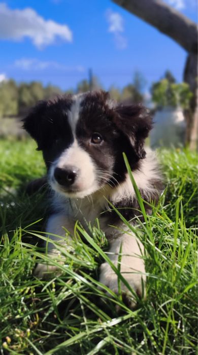 Okazja! Śliczna sunia border collie Lola show line FCI