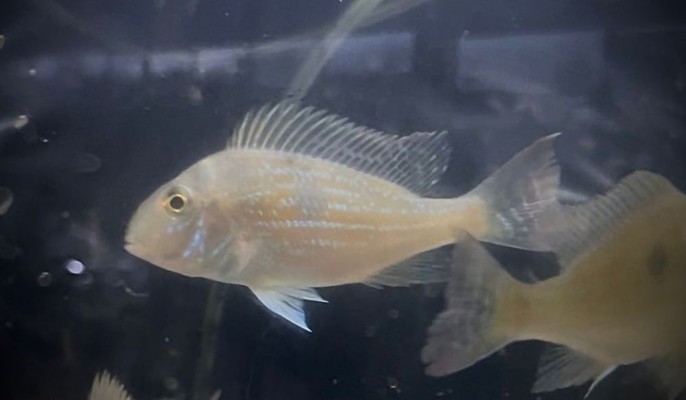 Ziemiojad Sveni - Tina Zoo Zabrze