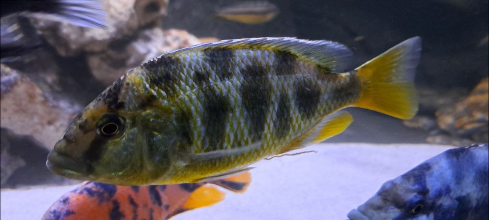 Pyszczak wspaniały Nimbochromis venustus