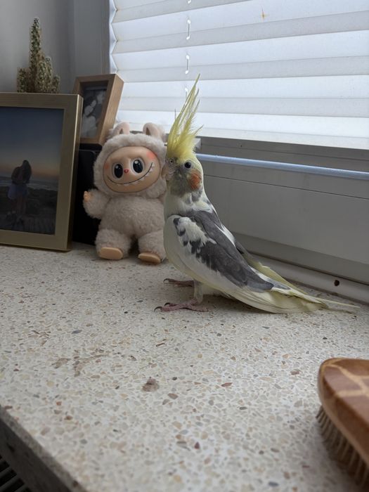 Papużka nimfa młoda