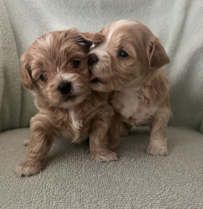 Pieski Maltipoo F1